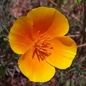 Edwige Porcheyre - Karmeam Cuges-les-Pins, Shiatsu, Phytothérapeute