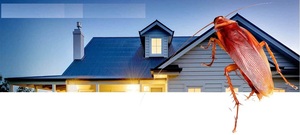 Ah Punaises ! Bobigny, Dératisation, Dératiseur